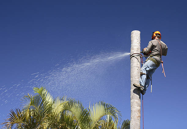 Reliable Forest City, PA Tree Care Solutions