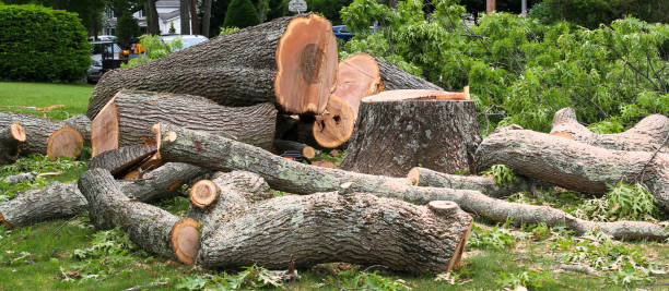 Leaf Removal in Forest City, PA