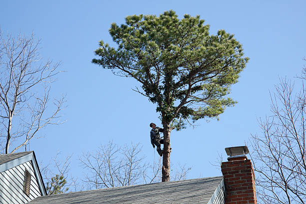 Best Tree and Shrub Care  in Forest City, PA