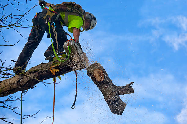 How Our Tree Care Process Works  in  Forest City, PA